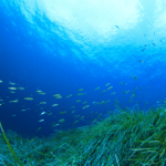 Mořské řasy a hejno ryb v modrém moři