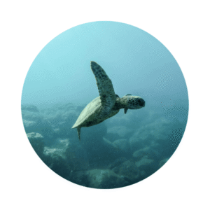 Želva plave v modrém moři