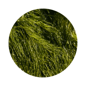 Zelené mořské řasy