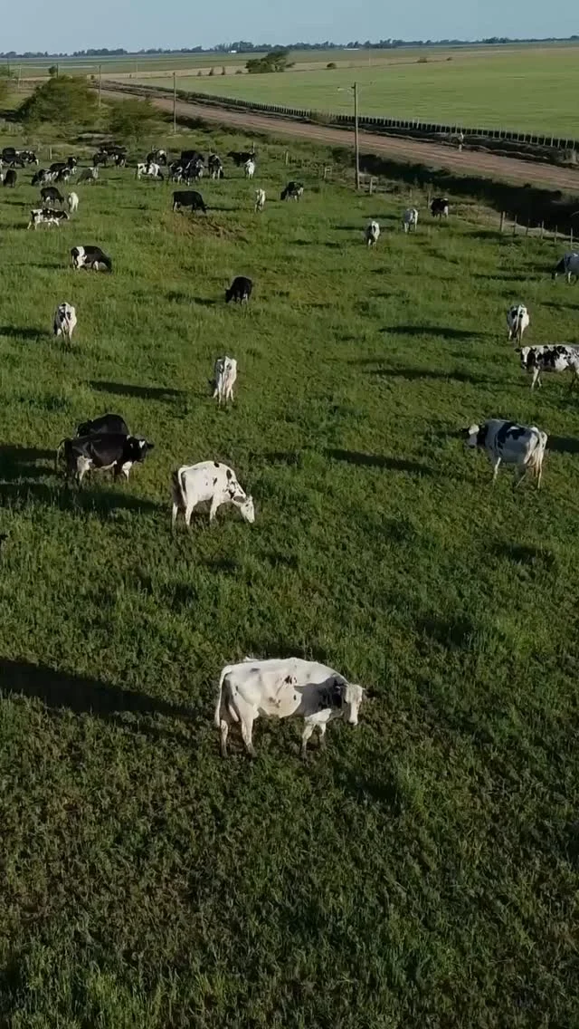 Přemýšleli jste někdy, co všechno musí farma splnit, aby získala BIO certifikaci? 🌿🧐 Tady je stručný přehled toho, co se skrývá za tímto označením. 🔍

Receptura Kendamil BIO Nature je vyráběna z plnotučného mléka z certifikovaných BIO farem s ohledem na životní prostředí. 🥛🌱

Protože důvěra začíná u zdroje. A pokračuje u každého krmení. 🤍

Důležité upozornění: Kojení je nejlepší způsob výživy. Kojenecká výživa by měla být používána pouze na doporučení lékaře. Způsob použití a další informace na obalech. Potravina pro zvláštní výživu.